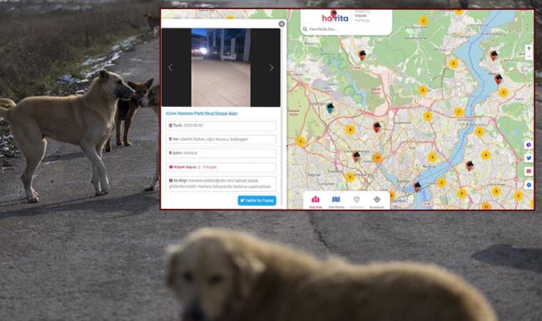 Yandaş medya 'Havrita' uygulamasını övüyor ama hayvanseverler tepkili