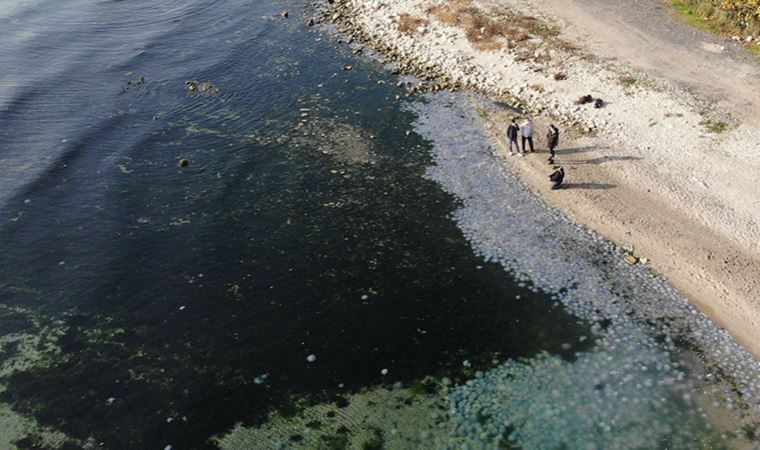 İstanbul’da Marmara Denizi’nde ‘Pusula Deniz Anası’ tehlikesi