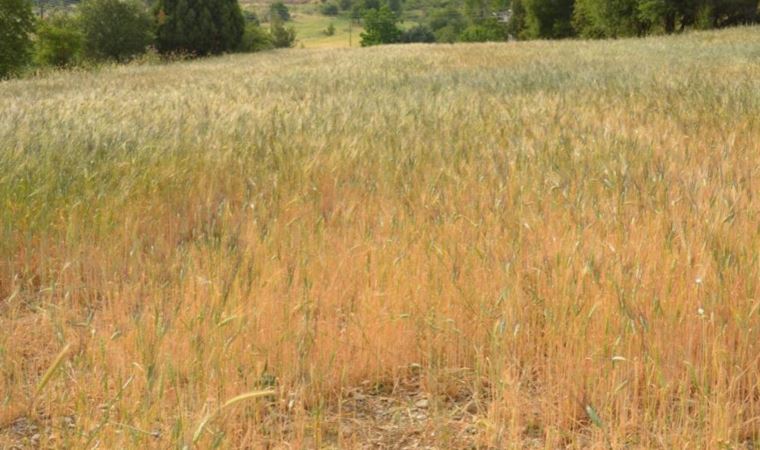 Ekilmeyen tarım arazileri ata tohumuyla yeşerdi