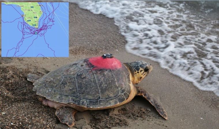 Caretta caretta 'Tuba'yı 7 milyon 767 bin kişi izledi