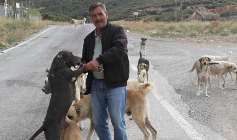 Emekli olunca kendisini sokak köpeklerine adadı