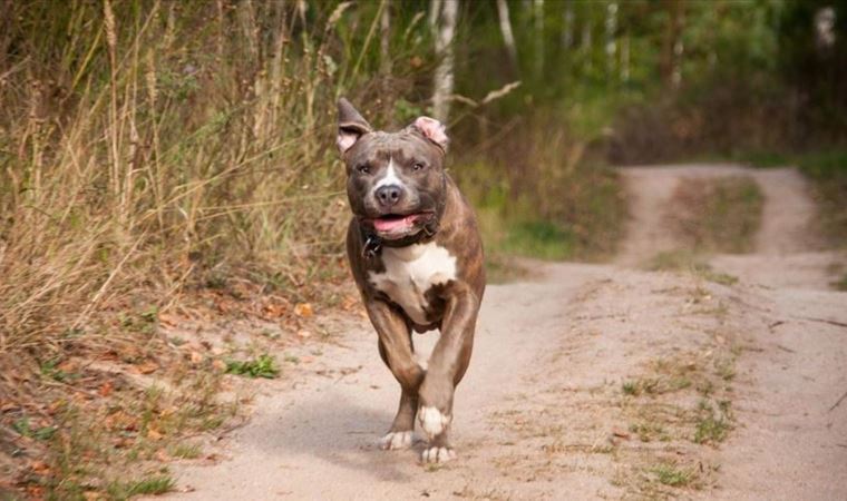 Arjantin'de bir baba, çocuğuna saldıran köpeği bıçaklayarak öldürdü