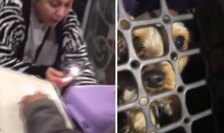 Sosyal medya ayağa kalkmıştı... Esenyurt'ta şiddet gören köpek kurtarıldı: Gözaltına alınan sahibine hayvanseverler tepki gösterdi