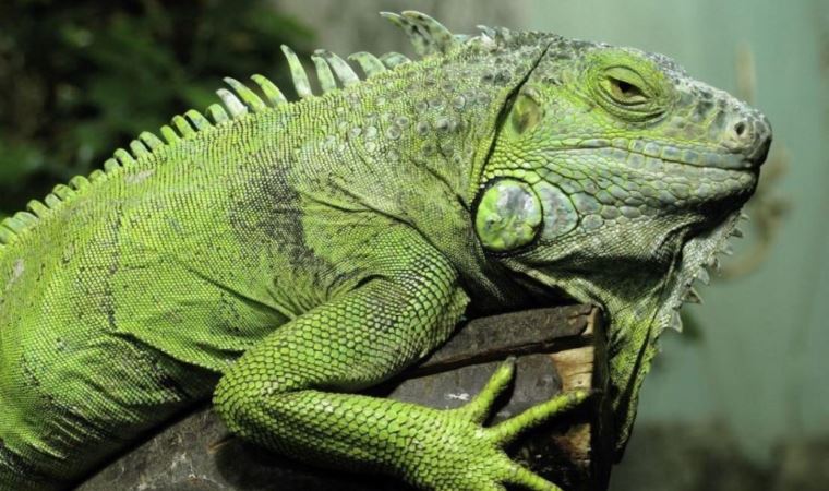 Yoga yaptığı esnada yüzüne iguana düştü