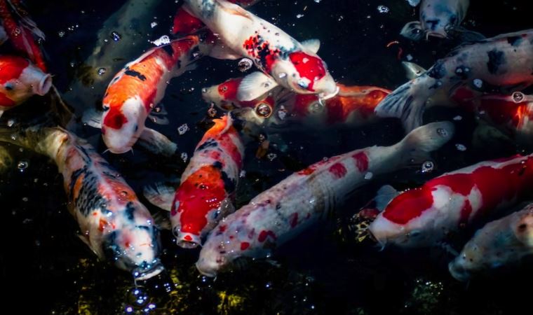 Japonya'da balıklar sahiplerinin kredi kartını kullandı