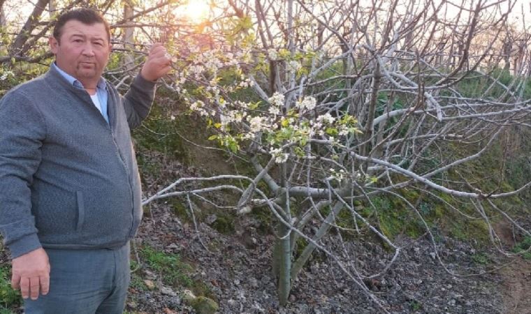 Manisa’da yalancı bahar ağaçlara çiçek açtırdı