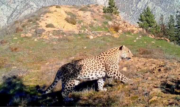 Anadolu Leoparı iki bölgede yeniden görüntülendi