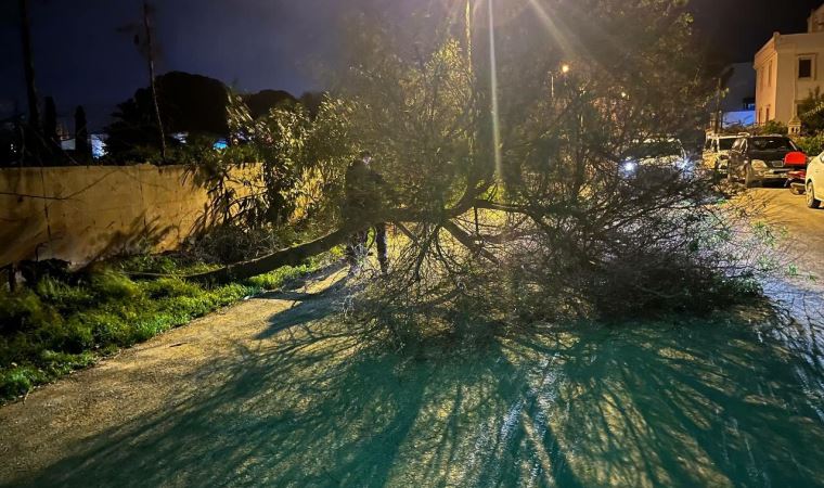 Bodrum'da fırtına ve sağanak: Ağaçlar devrildi, yollar göle döndü