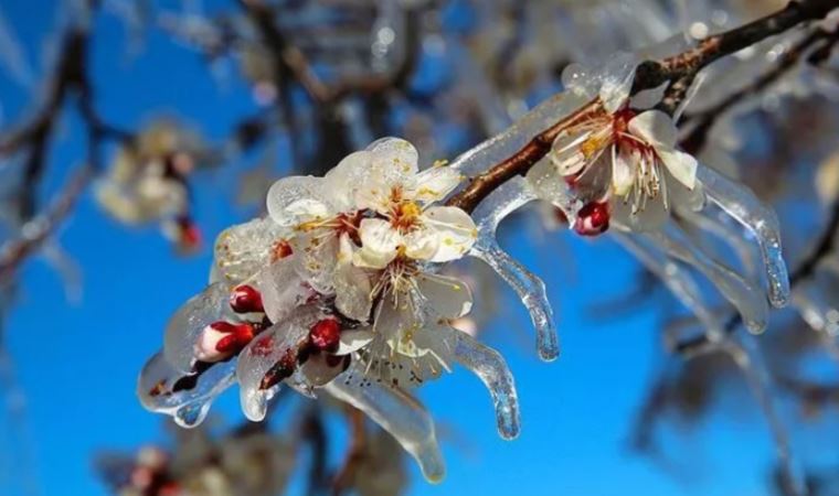 Meteoroloji'den ‘zirai don’ uyarısı