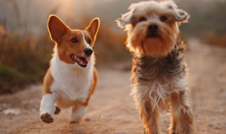 Yeni bilimsel çalışma: Köpeklerin kuyruğu ne işe yarar?