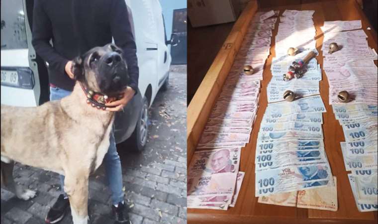 Bahisle köpek dövüştürdüler... 25 kişi gözaltına alındı!