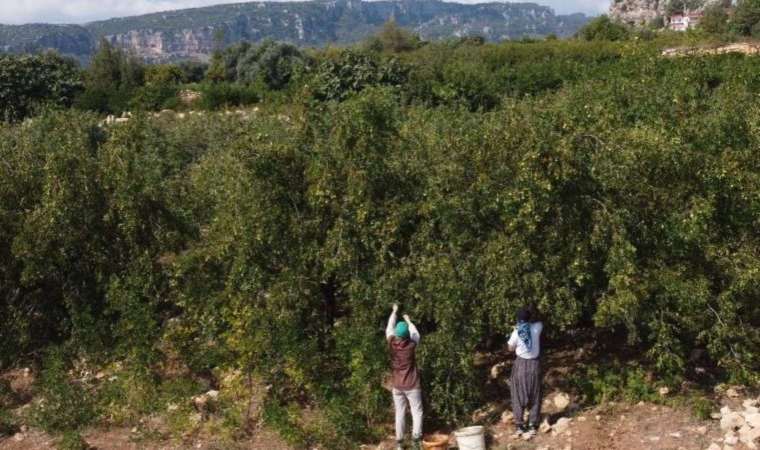 Mersin'de çit bitkisi olarak dikiliyor! Şifa deposu: Kemikleri güçlendiriyor, kilo almayı engelliyor