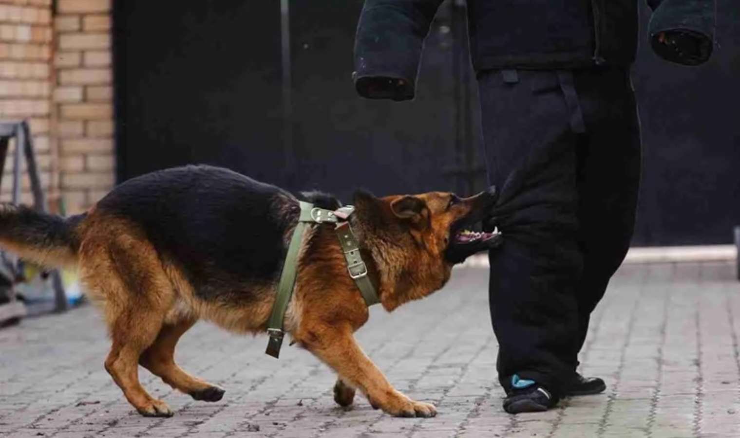 İngiliz uzman açıkladı: Köpek saldırısında yapmanız gereken 3 şey