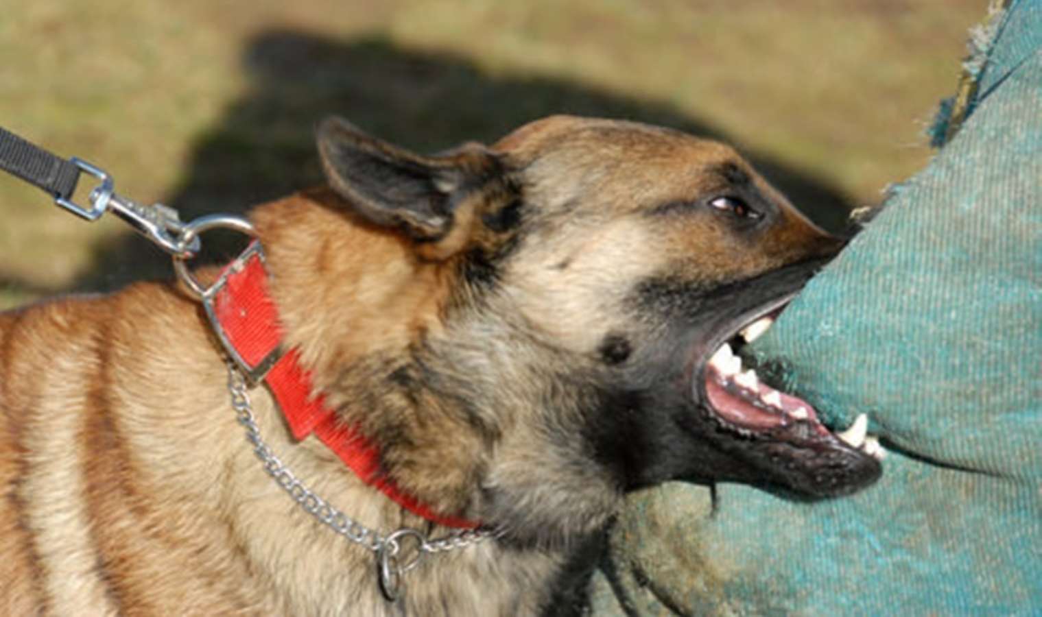 İngiliz uzman açıkladı: Köpek saldırısında yapmanız gereken 3 şey