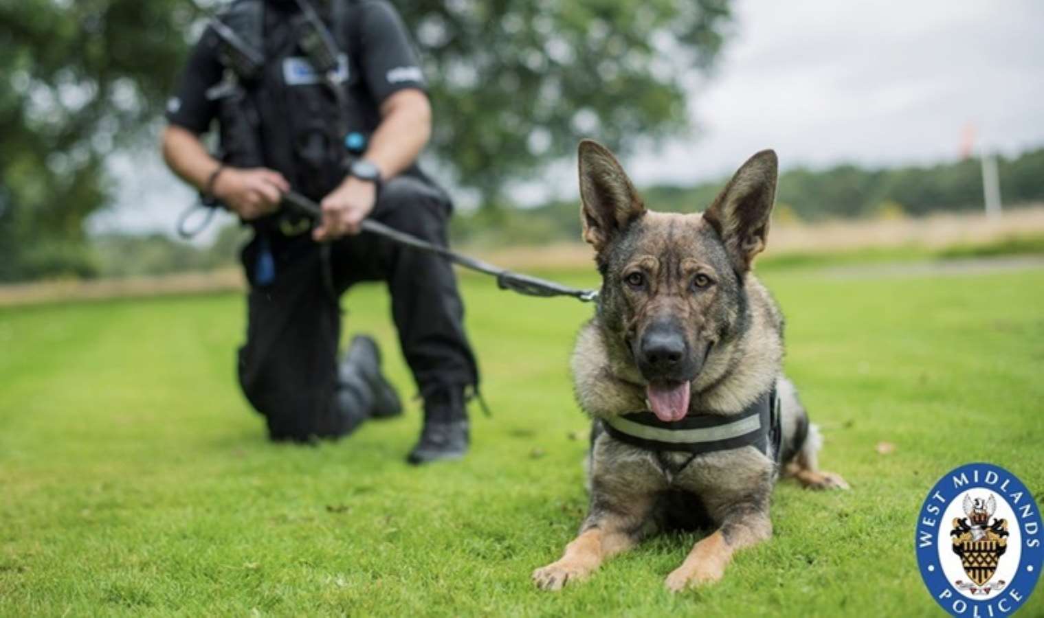 İngiliz uzman açıkladı: Köpek saldırısında yapmanız gereken 3 şey