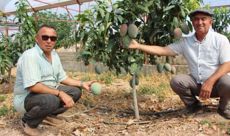 Domatesleri söktü, 300 yıllık yatırım yaptı! Kilosunu 200 liraya satıyor...