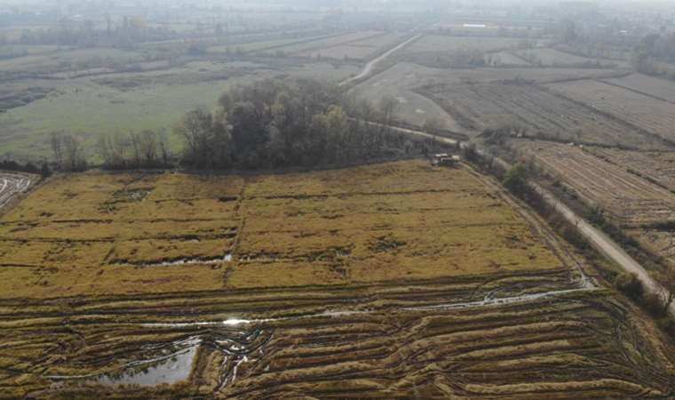 Düzce'de hasat başladı, dönüm başı 40 bin lira! Demir, lif ve mineral deposu...