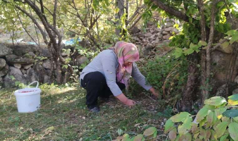 Erzurumluların soğuktan korunma sırrı: Antioksidan ve şifa deposu