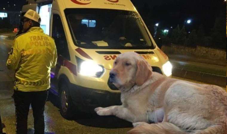 Köpeğe çarpan araç sürücüsü yaralandı