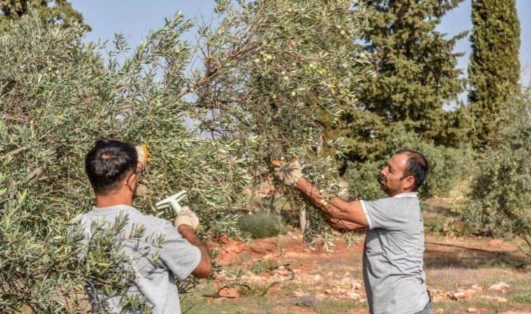 Kahvaltının vazgeçilmezi: Kepez'de hasadı başladı