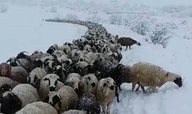 Çoban ve koyunları karda mahsur kaldı: Yardıma sürü sahibi yetişti