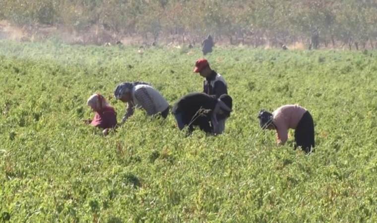 Şanlıurfa’da ilk kez ekildi! Çiftçinin yüzünü güldürdü