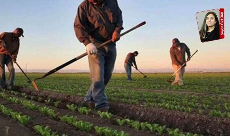 Küçük çiftçi tehlikede: AKP'nin tarımı planlamak iddiasıyla çıkarttığı yönetmelik sektörde tepki yarattı