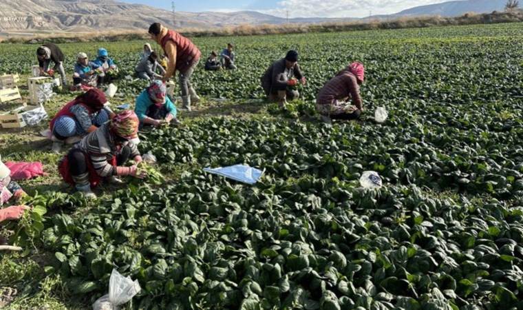 Ankara'nın tarım ilçesinde hasat başladı: Demir deposu, bol miktarda C, E ve B vitamini içeriyor