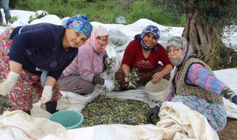 Aydın’da üreticiler zamanla yarışıyor: Hasat erkene çekildi