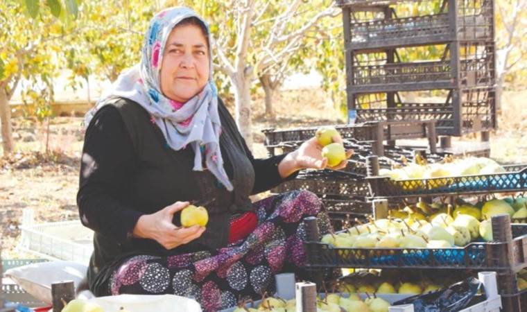 Bu armudu görenler hayrete düşüyor:  700 gram ağırlığında