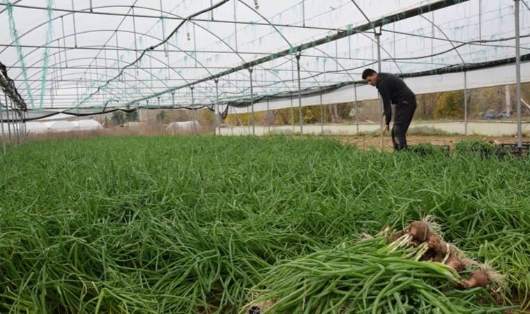 Bilecik'te hasat başladı: Yılda 5 bin 400 ton üretiliyor! A vitamini kaynağı!