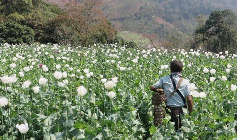 Myanmar, Afganistan'ı geçerek dünyanın en büyük afyon üreticisi oldu