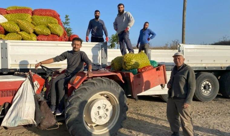 Bilecik'te sezon sona eriyor: Günde 80 ton ürün toplanıyor, 2 TIR doluyor!