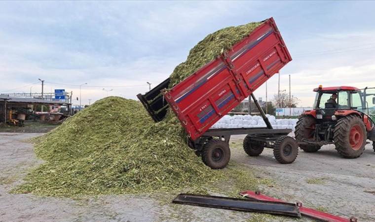 Bafra Ovası'nda hasat bitti: 50 bin ton ürün yok sattı!