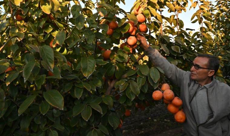 5 yıl önce malları elinde kalıyordu, şimdi siparişlere yetişemiyor! 650 ton ürün hasat edildi!  Sırrı kurusunda...