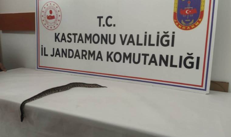 Kastamonu'da sosyal medyadan satılmaya çalışılan pitona el konuldu