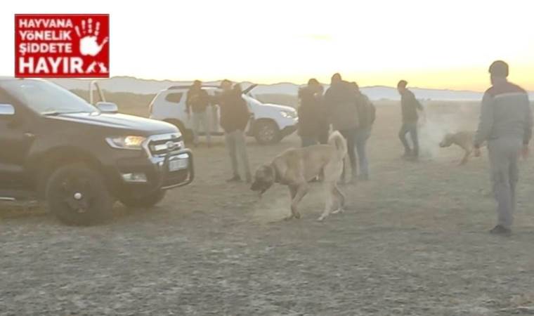 Kayseri'de bahisle köpek dövüştüren 37 kişiye 150 bin TL ceza, 8 kişiye gözaltı