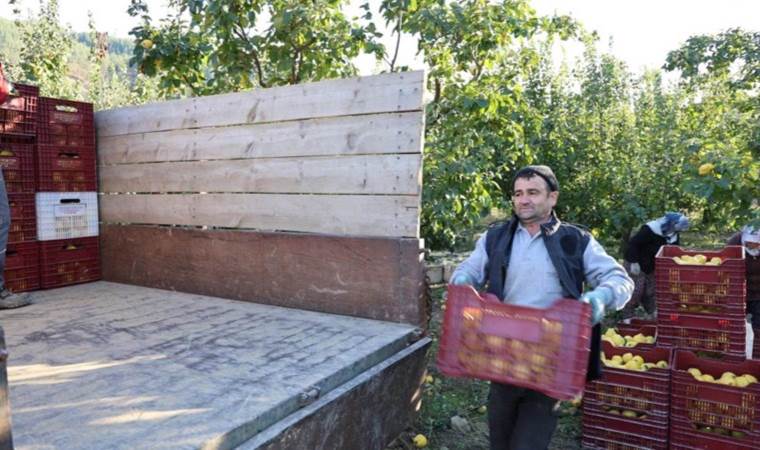 Kahramanmaraş'ta hasat başladı: Tonlarca ürün Rusya, Romanya ve Arap ülkelerine gidecek