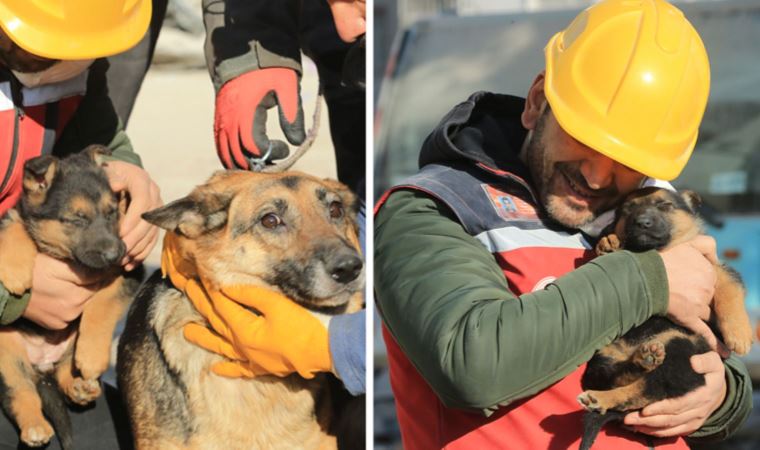 Diyarbakır'da günler sonra gelen mucize... Anne köpek, 2 yavrusu ile birlikte enkazdan kurtarıldı