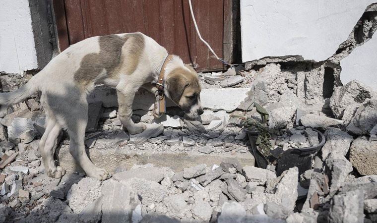 Hatay'da sahipsiz hayvanlar sahiplendirilmek üzere farklı illere götürülebilecek