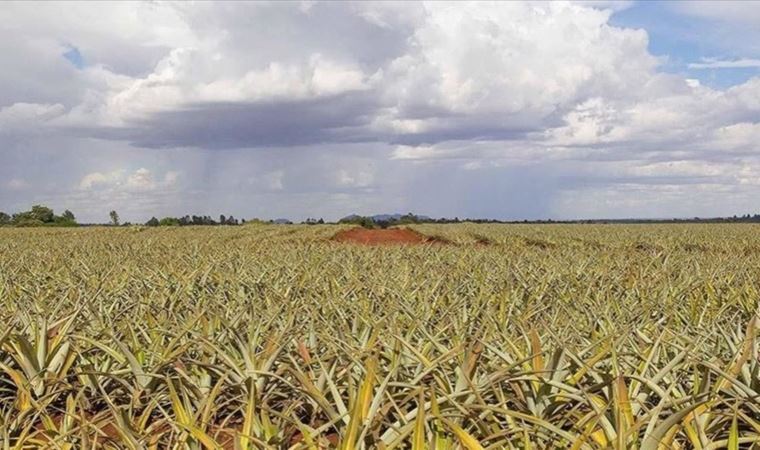 Uluslararası kuruluşlar 'küresel gıda ve beslenme krizine karşı acil eylem' çağrısı yaptı