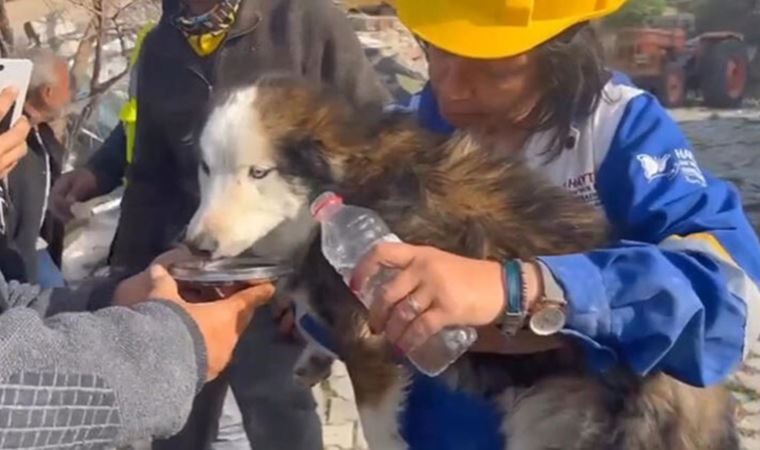 Hatay'da 23 gün sonra Aleks adlı köpek, enkazdan kurtarıldı