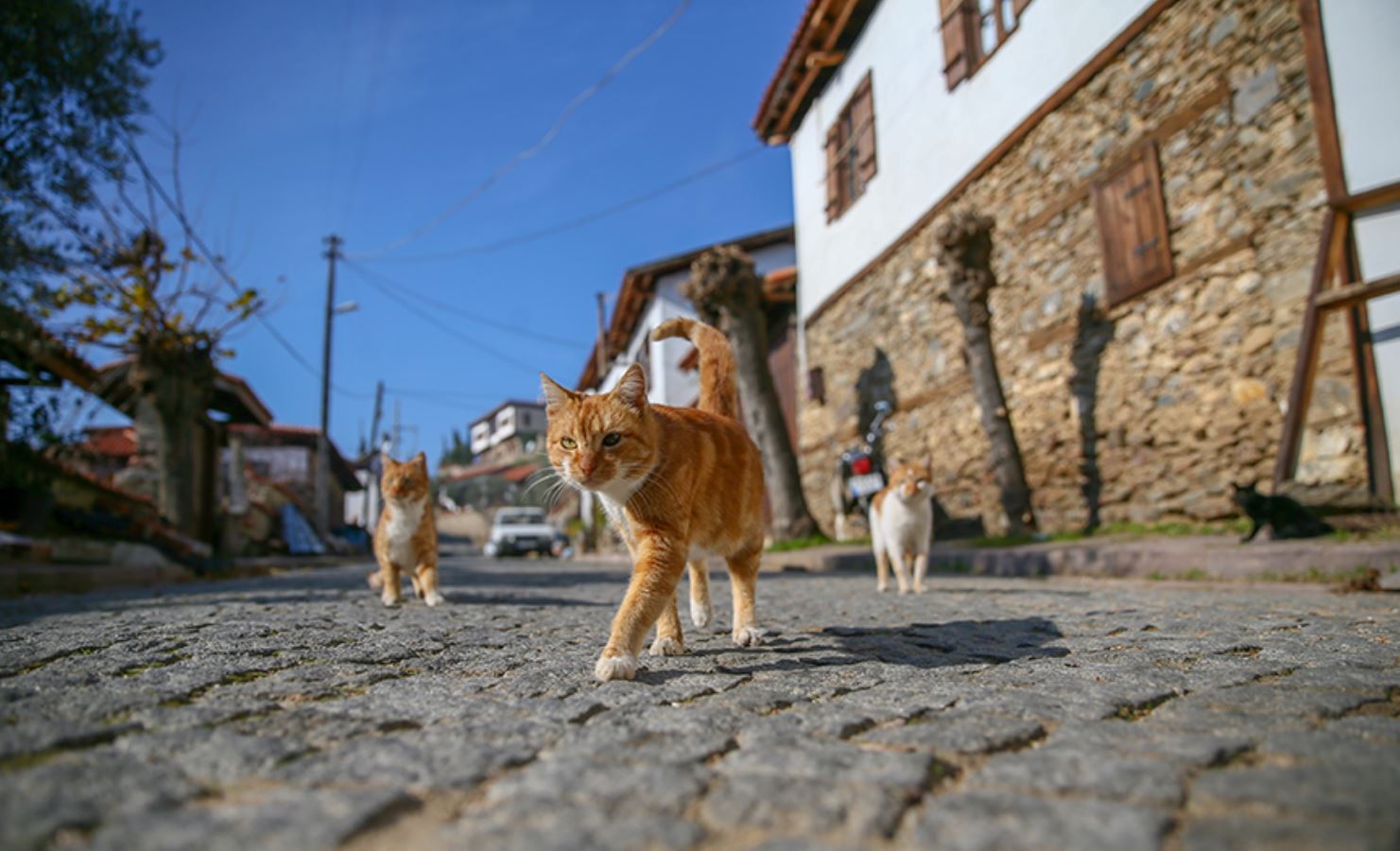 Dünyanın en iyi köylerinden biri: Birgi köyü