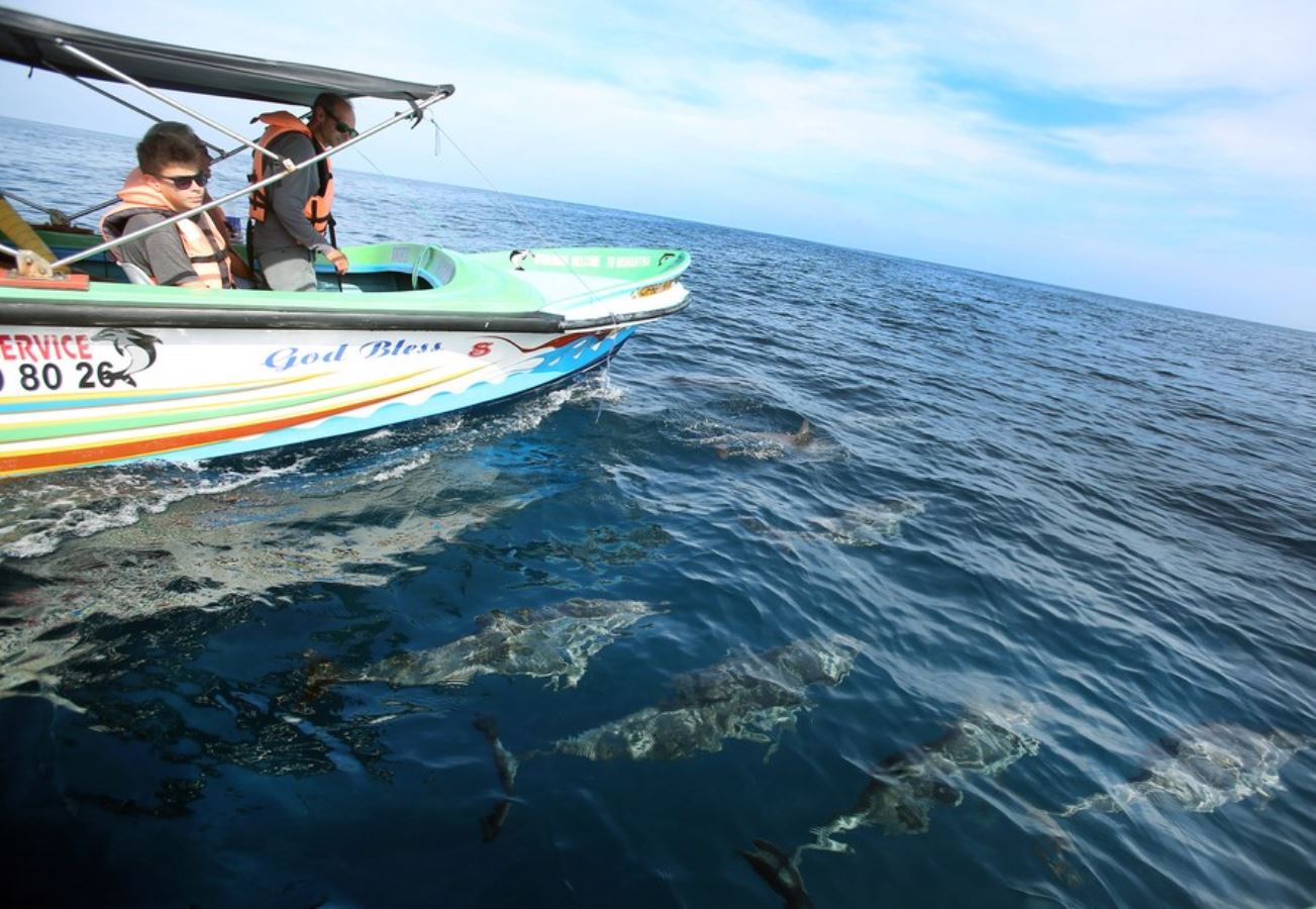 Sri Lanka'da turistlerin yeni gözde aktivitesi: Yunusları izlemek