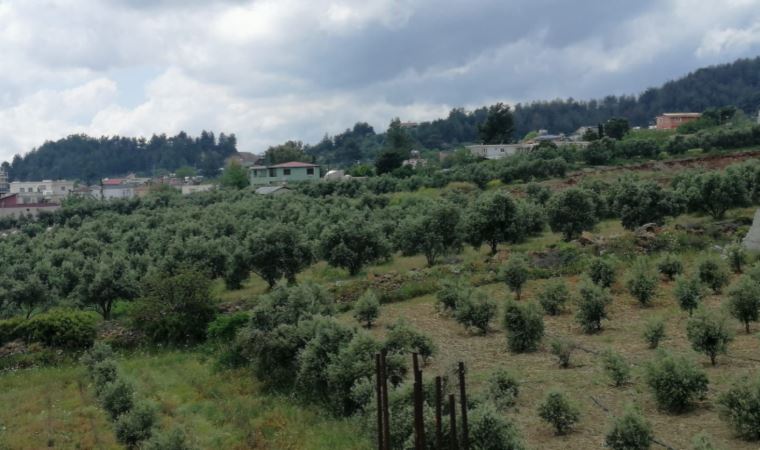 Depremzedelerin zeytinlikleri hastane inşaatına kurban ediliyor!