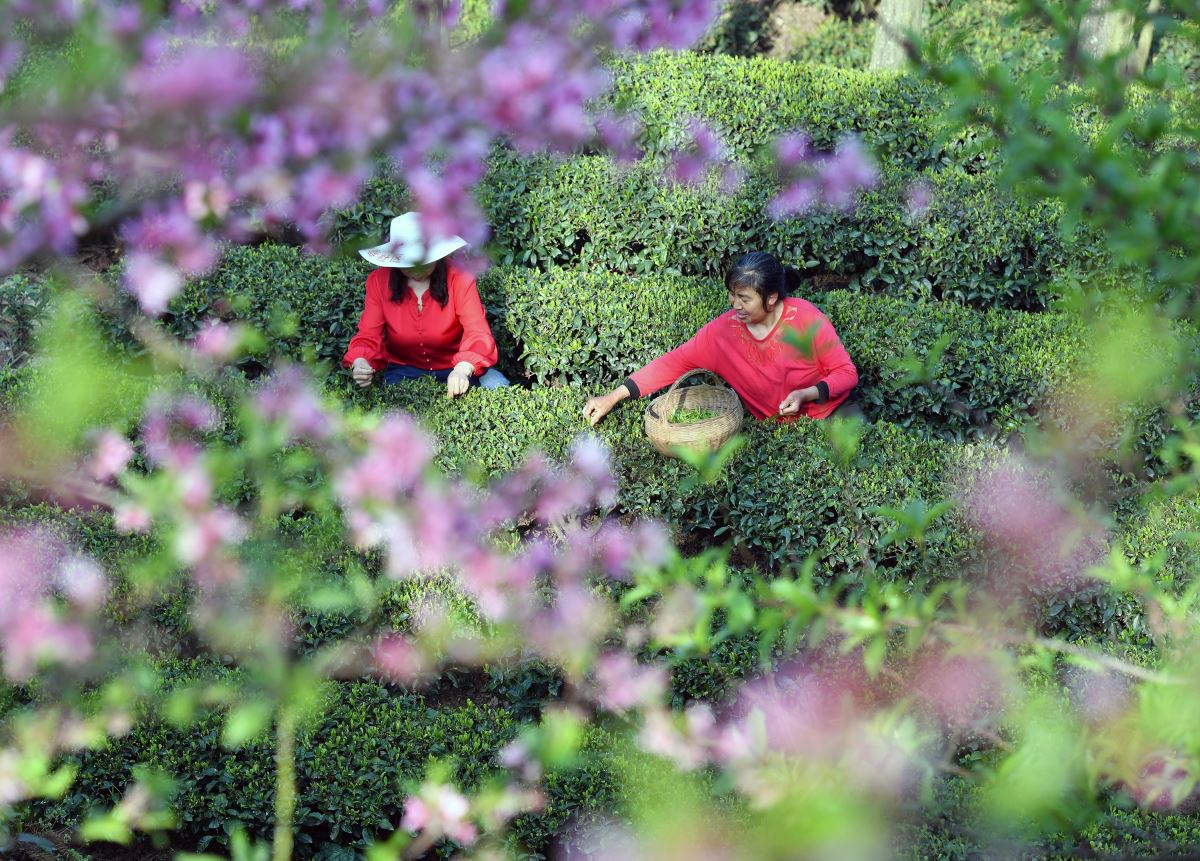 Çin'de çay hasadı, Qingming Festivali öncesi tüm hızıyla devam ediyor