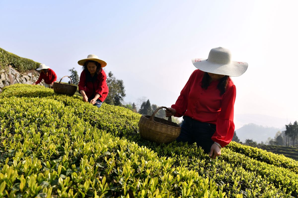 Çin'de çay hasadı, Qingming Festivali öncesi tüm hızıyla devam ediyor