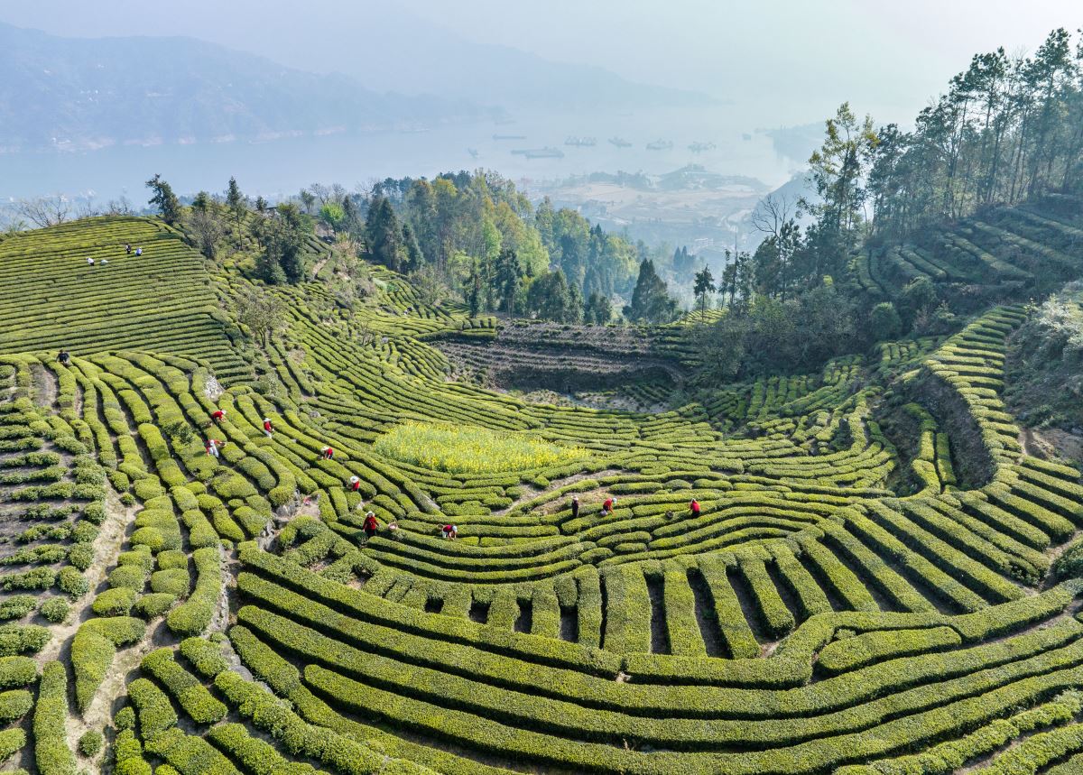 Çin'de çay hasadı, Qingming Festivali öncesi tüm hızıyla devam ediyor