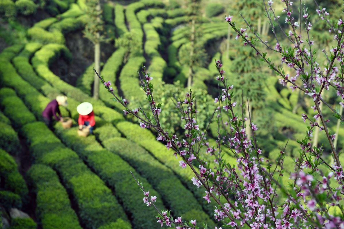 Çin'de çay hasadı, Qingming Festivali öncesi tüm hızıyla devam ediyor