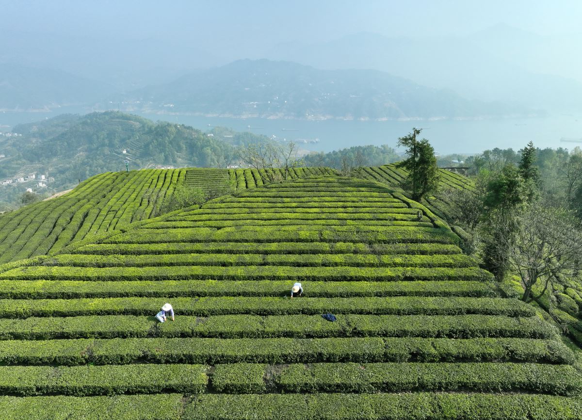 Çin'de çay hasadı, Qingming Festivali öncesi tüm hızıyla devam ediyor